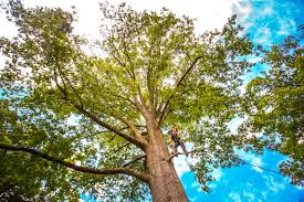 Leaf Removal in Valdosta, GA