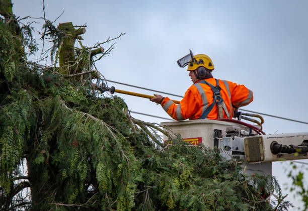 Professional Tree Care in Valdosta, GA