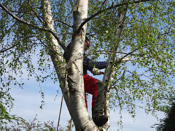 How Our Tree Care Process Works  in  Valdosta, GA